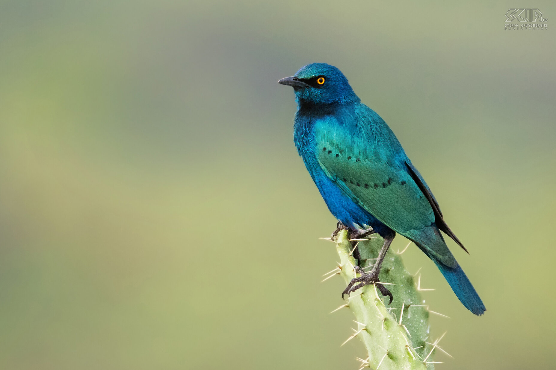 Lake Chitu - Greater blue-eared starling (Lamprotornis chalybaeus) Stefan Cruysberghs